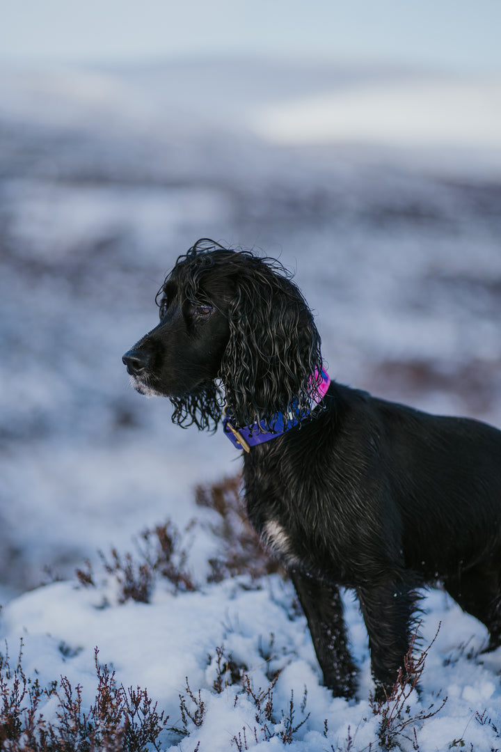 Orbit - Luxury Buckle Collar - Velvet
