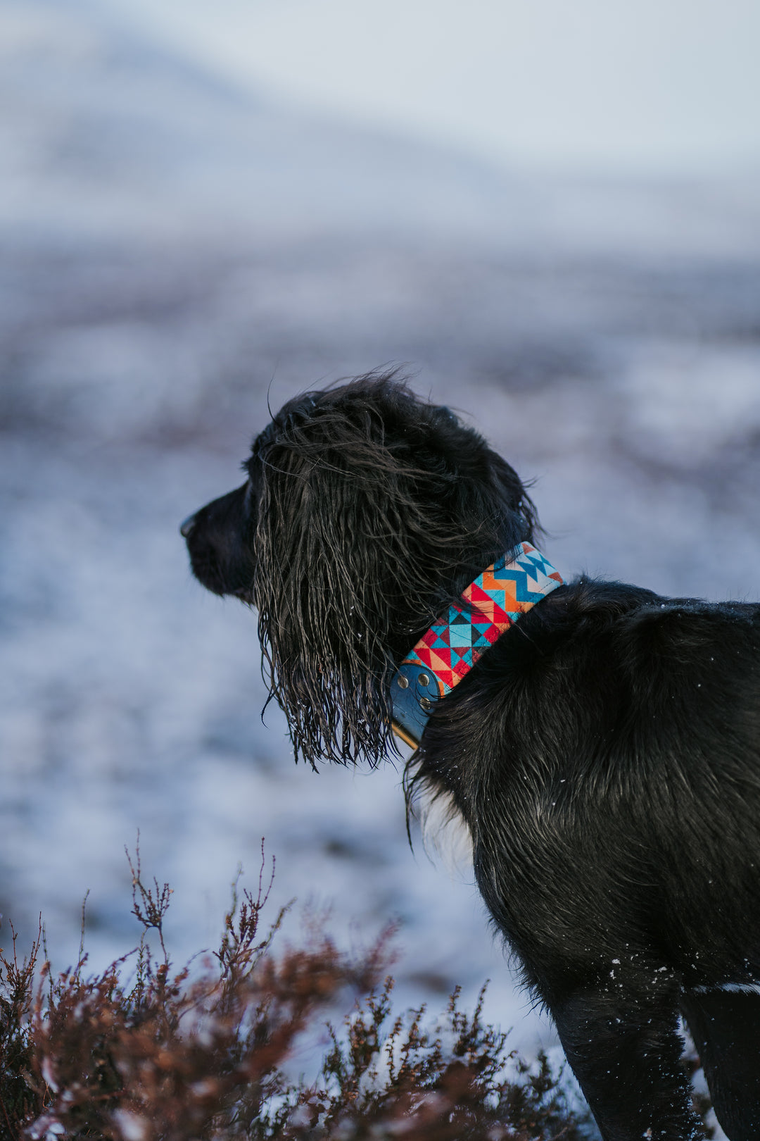 Canyon - Luxury Buckle Collar - Velvet
