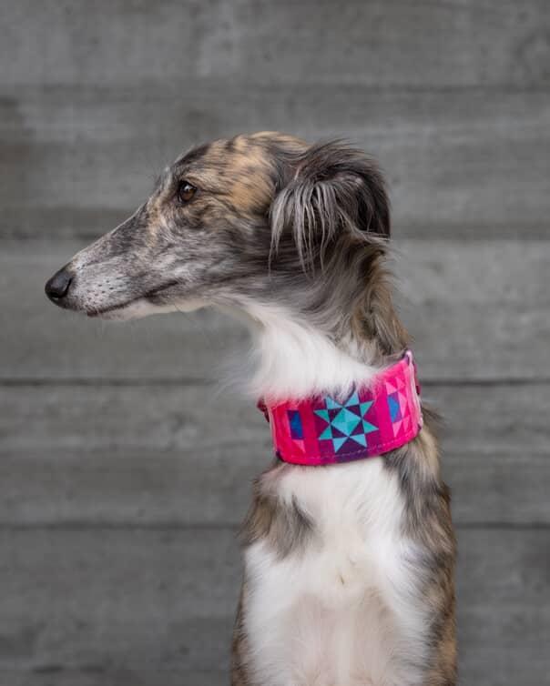 Orbit - Luxury Buckle Collar - Velvet