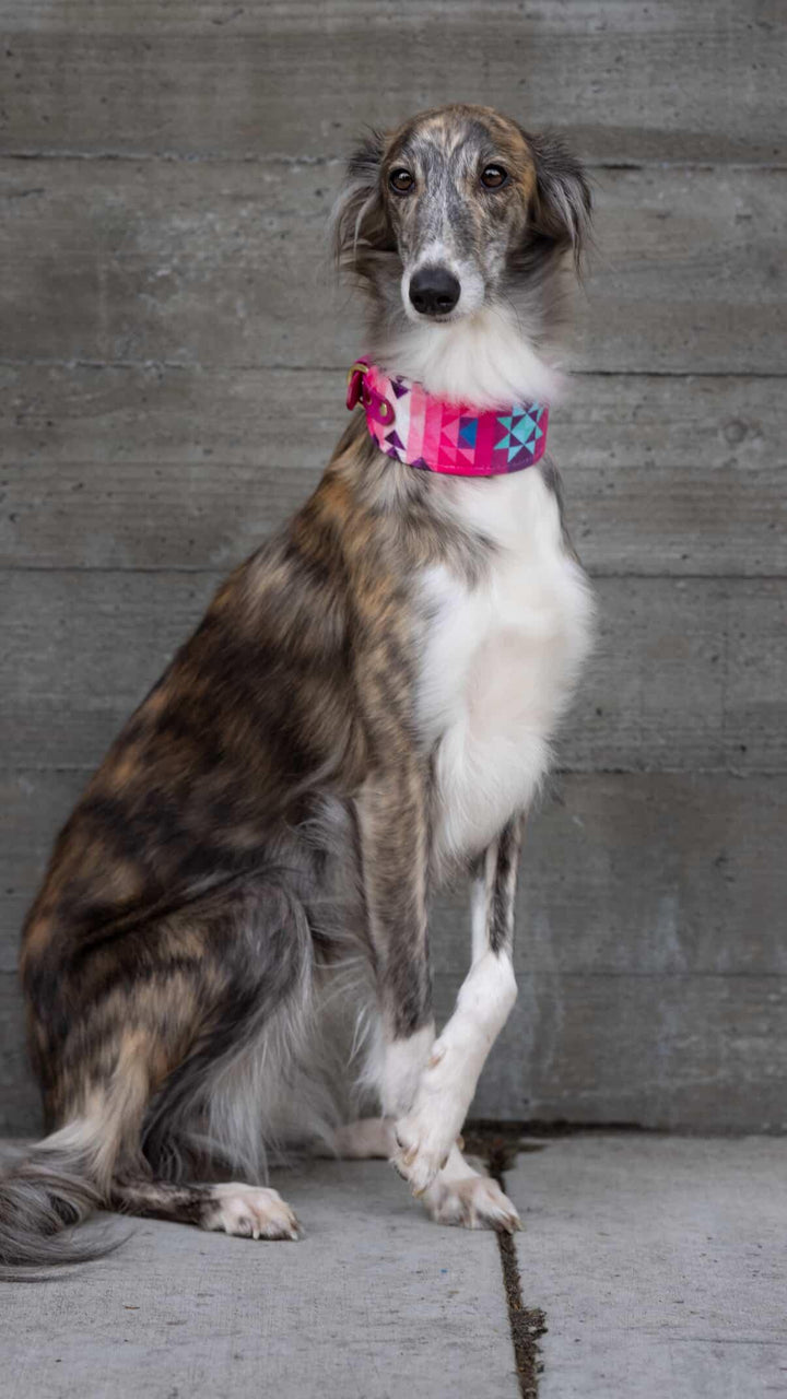 Orbit - Luxury Buckle Collar - Velvet