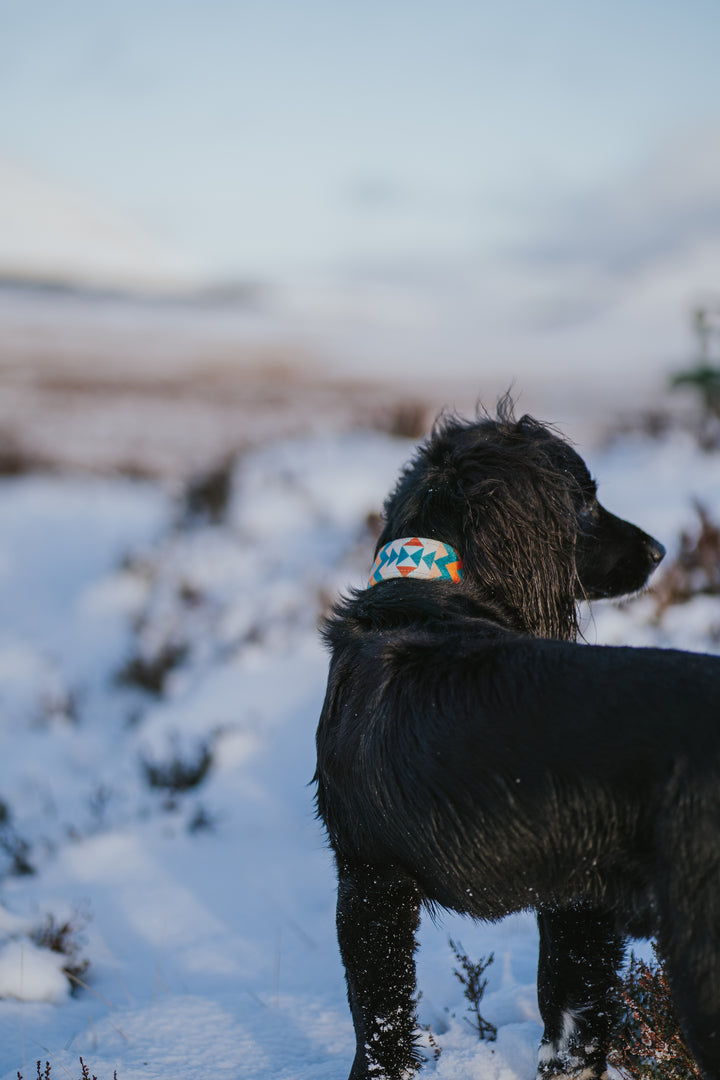 Canyon - Luxury Buckle Collar - Velvet