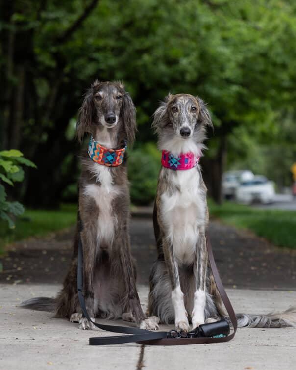 Canyon - Luxury Buckle Collar - Velvet
