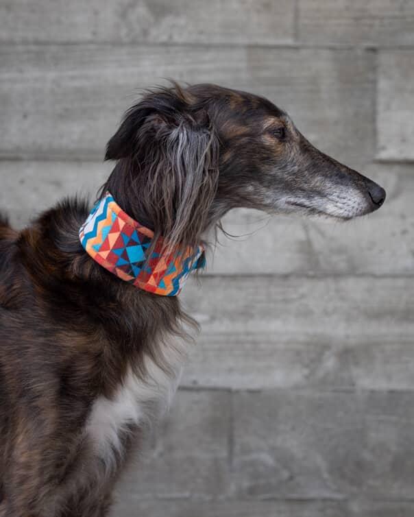 Canyon - Luxury Buckle Collar - Velvet