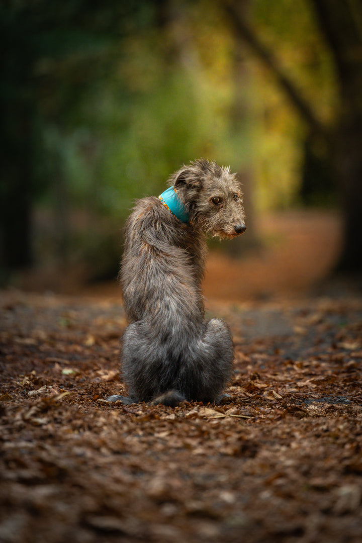 Signature Squashies (Biothane)