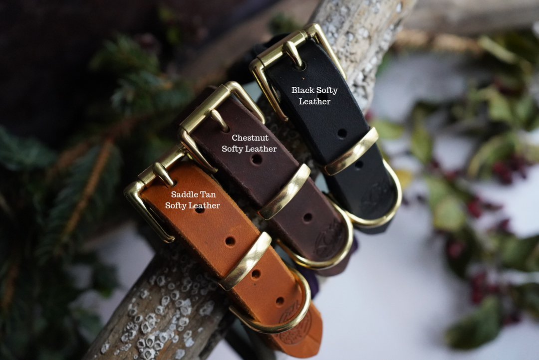 Gold Embossed Leather Regular Buckle Collars