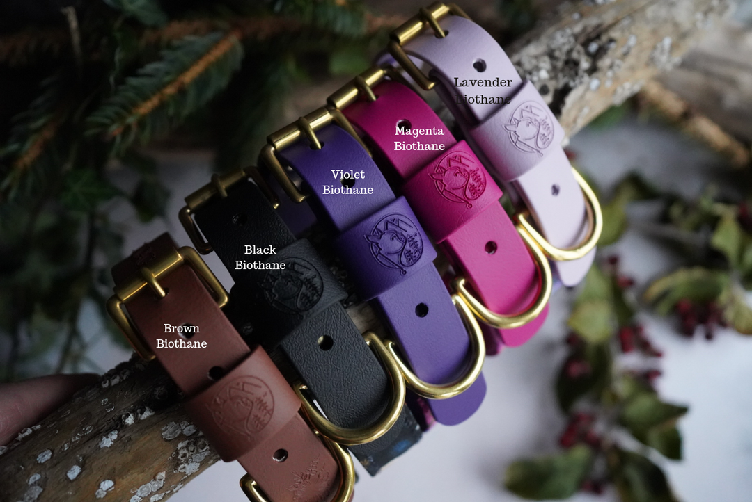 Acadia - Luxury Buckle Collar - Canvas