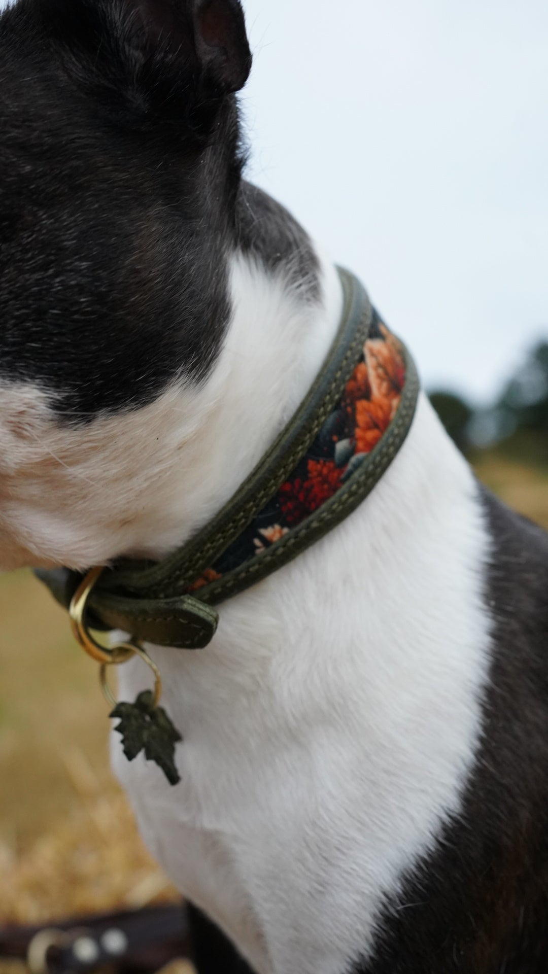 Cutout Tapered Luxe Collars