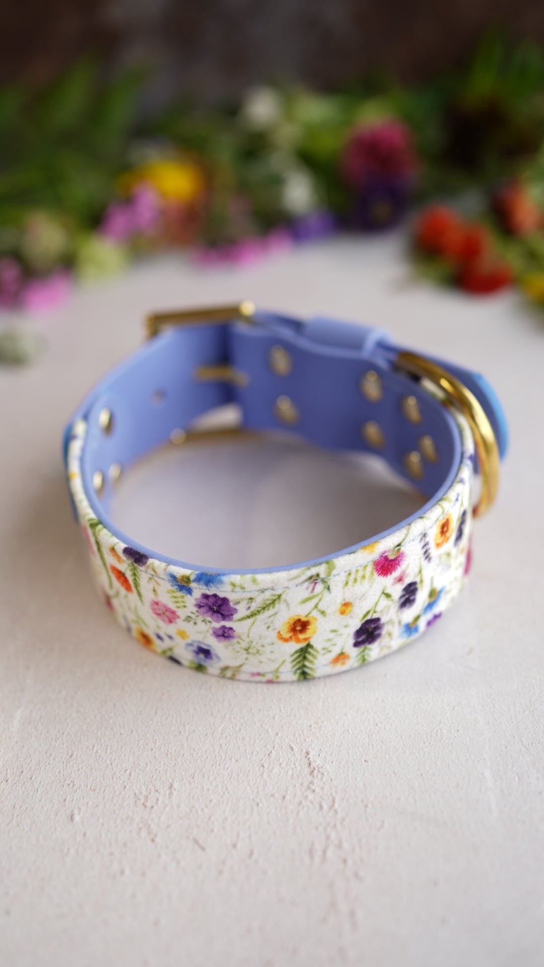Buttercup - Luxury Buckle Collar - Velvet