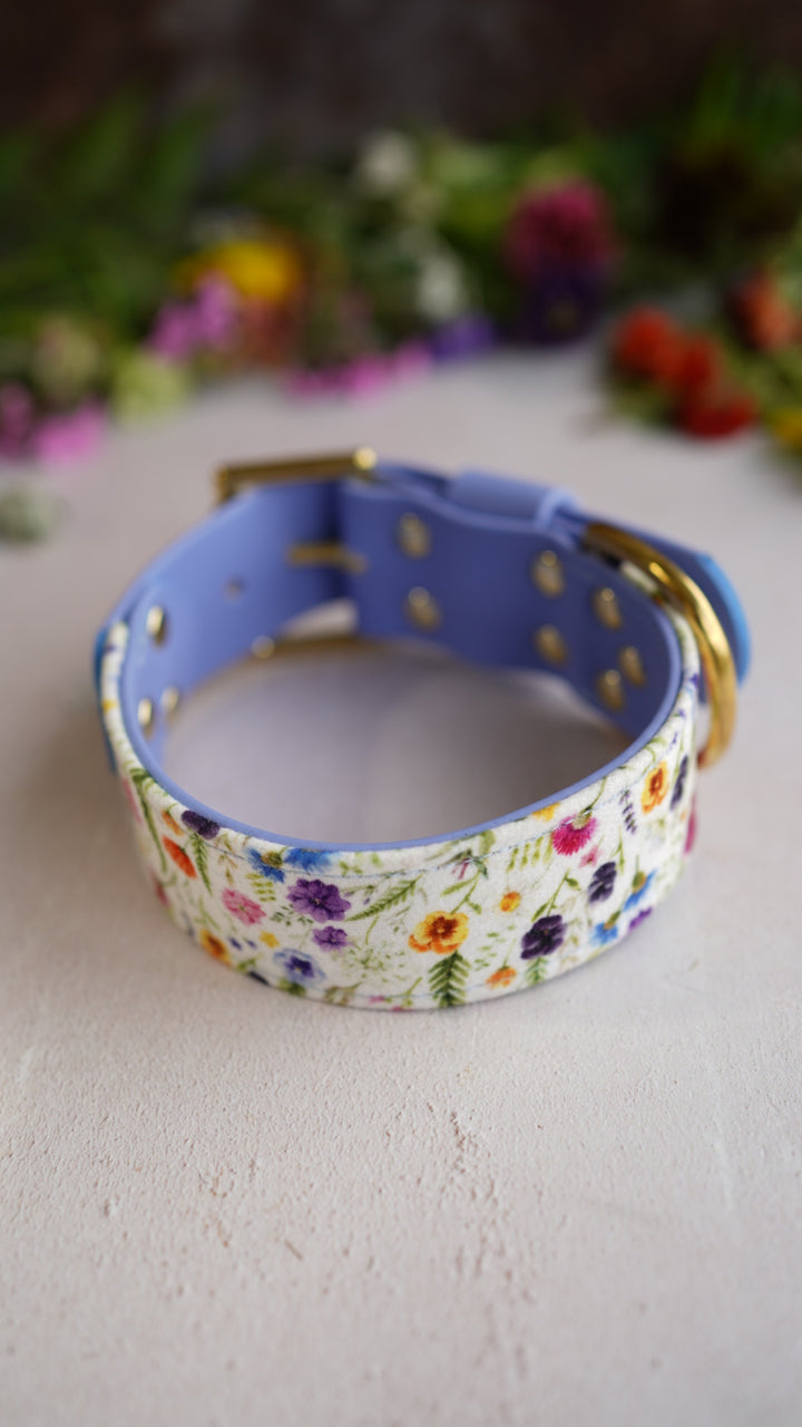 Buttercup - Luxury Buckle Collar - Velvet