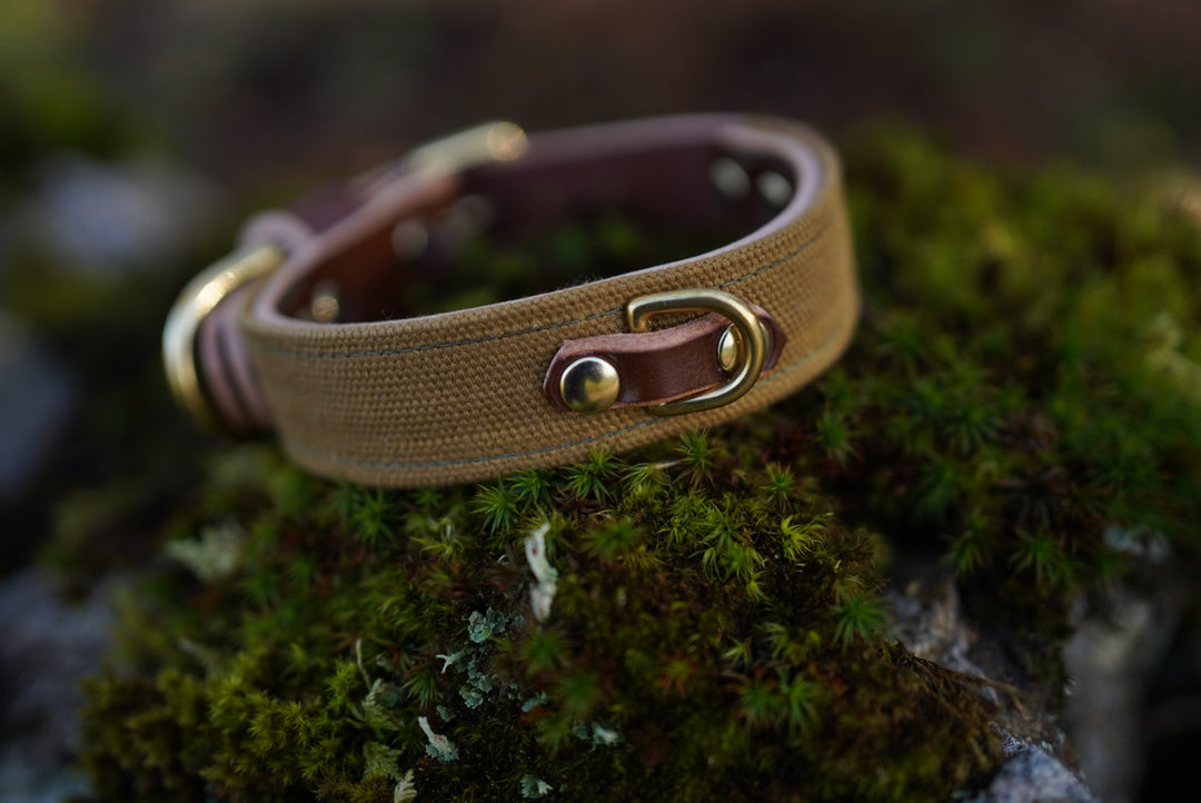 Expedition Luxury Buckle Collar - Canvas